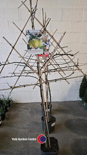 Pleached apple tree, Golden Delicious , 7l pot, 160cm
