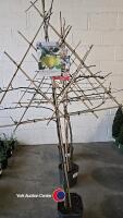 Pleached apple tree, Golden Delicious , 7l pot, 160cm