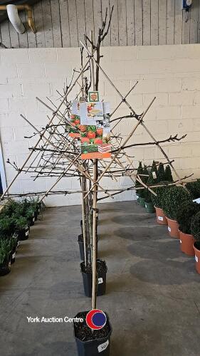 Pleached apple tree, James Grieve, 7l pot, 160cm