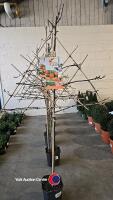 Pleached apple tree, James Grieve, 7l pot, 160cm