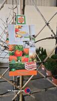 Pleached apple tree, James Grieve, 7l pot, 160cm - 2