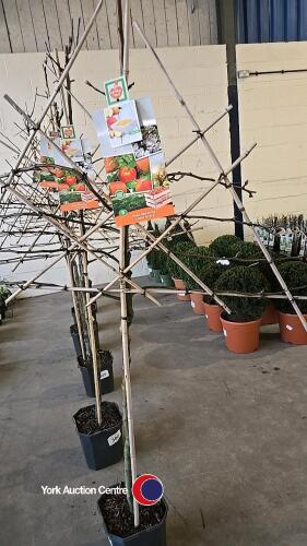 Pleached apple tree, James Grieve, 7l pot, 160cm