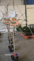 Pleached apple tree, James Grieve, 7l pot, 160cm