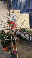 Pleached apple tree, Summerred , 7l pot, 160cm