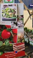 Pleached apple tree, Summerred , 7l pot, 160cm - 2