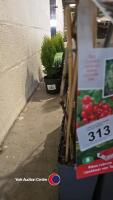 5 x red currant, Ribes Rubrum, Jnkheer van tets, 2l pot 40cm above pot