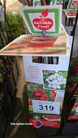 5x wineberry, Rubus Phoenicolasius, Japanese Wineberry, 2l pot, 40cm above pot