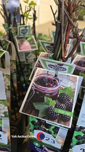 5 x blackberry, Rubus Fruticosus, Triple Crown, 2l pot, 40 cm above pot