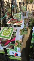 5 x green gooseberry, Ribes Uva Crispa, Hinnonmaki Gron, 2l pot,40 cm above pot