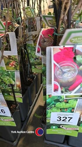 5 x green gooseberry, Ribes Uva Crispa, Tatjana, 2l pot, 40 cm above pot