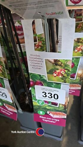 5 x red gooseberry, Ribes Uva Crispa, Captivator 2l pot, 40cm above pot
