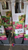 5 x red gooseberry, Ribes Uva Crispa, Hinnonmaki Rod, 2l pot, 40cm above pot