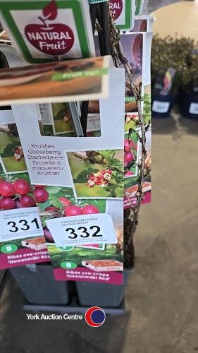 5 x red gooseberry, Ribes Uva Crispa, Hinnonmaki Rod, 2l pot, 40cm above pot