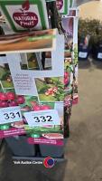 5 x red gooseberry, Ribes Uva Crispa, Hinnonmaki Rod, 2l pot, 40cm above pot