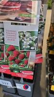 5 x raspberry, Tulameen, 2l pot, 40cm above pot