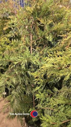 10 x green Leylandii, approx 6ft, container grown