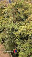 10 x green Leylandii, approx 6ft, container grown