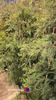 10 x green Leylandii, approx 6ft, container grown - 2