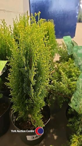 4 x Platycladus, Aurea Nana, 2l pot, 30 cm above pot
