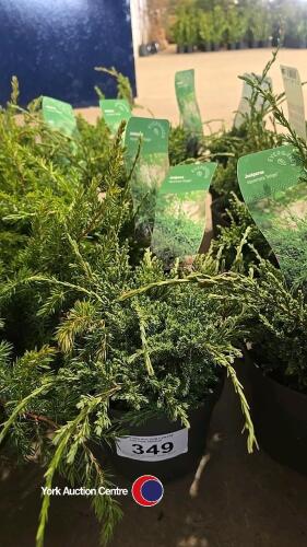 4 x Juniperus, Squamata Holger, 2l pot, 10cm above pot
