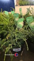 4 x Juniperus, Squamata Holger, 2l pot, 10cm above pot