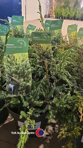 4 x Juniperus, Squamata Blue Carpet, 2l pot, 10cm above pot