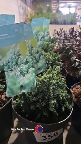 4 x Juniperus, Squamata Blue Star, 2l pot, 10cm above pot