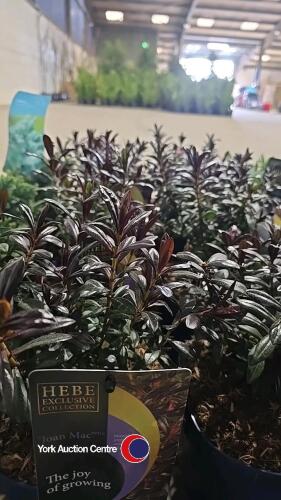 4 x Hebe, Joan Mac, 2l pot, 10cm above pot