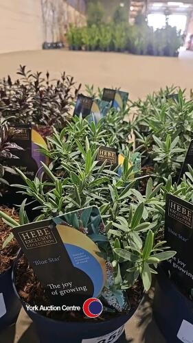 4 x Hebe, Blue Star, 2l pot, 10cm above pot
