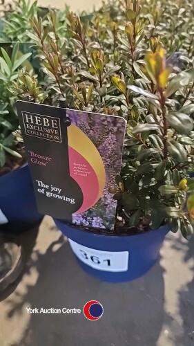 4 x Hebe, Bronze Glow, 2l pot, 10cm above pot