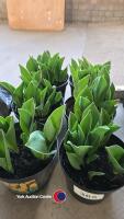6 x pots of Appledorne yellow tulips