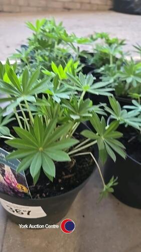 6 x Lupins, rose shades