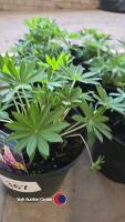 6 x Lupins, rose shades