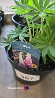 6 x Lupins, rose shades - 2
