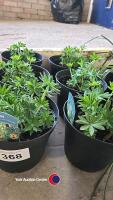 6 x Lupin, yellow shades