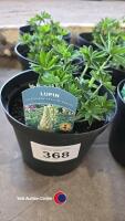 6 x Lupin, yellow shades - 2