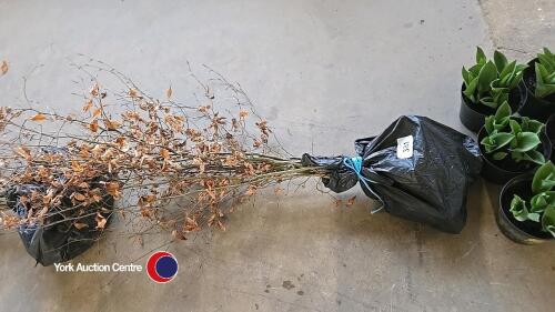 10 x bare rooted copper beech trees