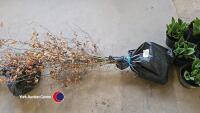 10 x bare rooted copper beech trees