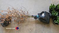 10 x bare rooted copper beech trees - 2