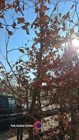 Approx 15ft Copper Beech tree