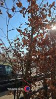 Approx 15ft Copper Beech tree - 2