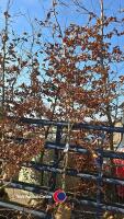 Approx 15ft Copper Beech tree