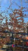 Approx 15ft Copper Beech tree - 2