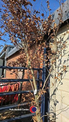 Approx 15ft Copper Beech tree