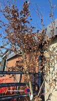 Approx 15ft Copper Beech tree - 2