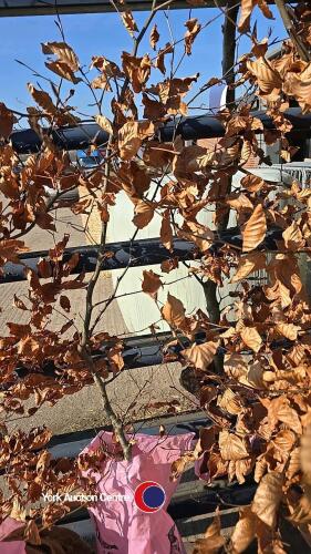 6ft Copper Beech tree