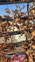 6ft Copper Beech tree - 2