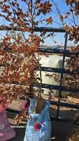 7ft Copper Beech tree