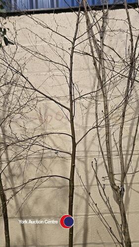 Silver Birch, container grown