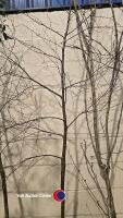 Silver Birch, container grown
